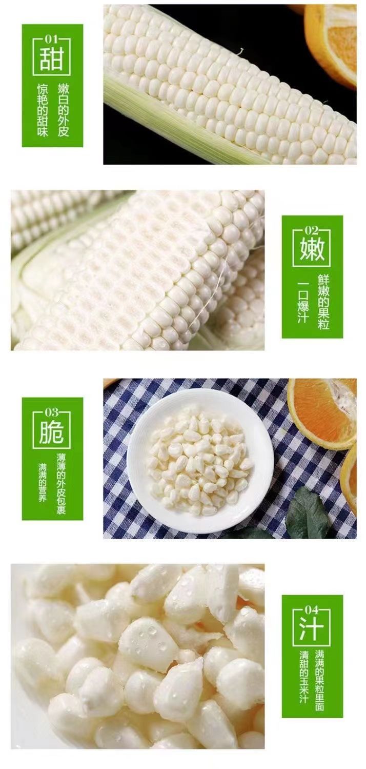 【可生吃】漳州牛奶水果玉米新鲜玉米即食甜玉米代餐即食玉米免煮