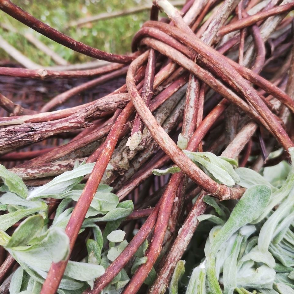 贵州三月粑黔东南新鲜野生甜藤狗屁藤原生态现摘现发甜藤【5月21日发