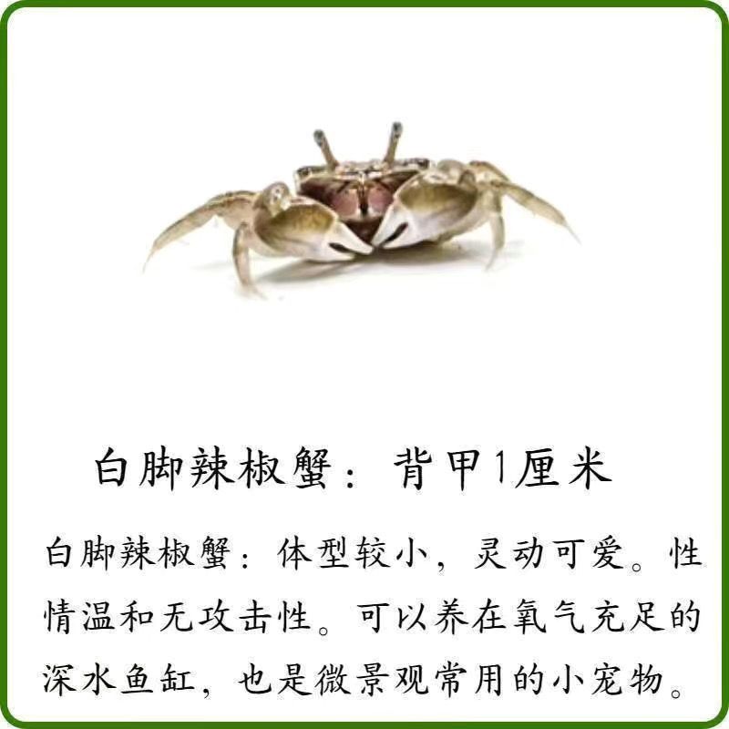 迷你蟹辣椒蟹观赏蟹可与灯科鱼孔雀鱼虾斑马鱼混养吃涡虫除藻活体 图片 4