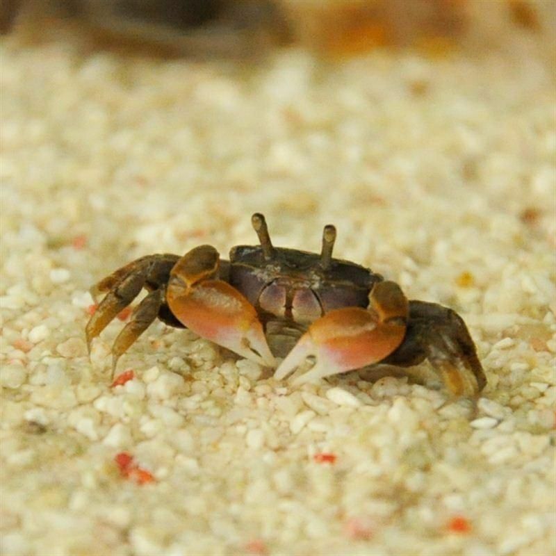迷你蟹辣椒蟹观赏蟹可与灯科鱼孔雀鱼虾斑马鱼混养吃涡虫除藻活体 图片 2