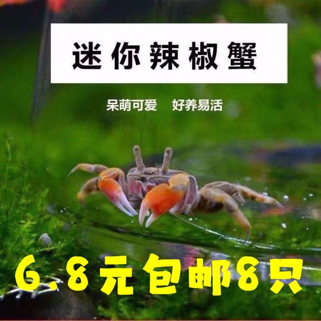 迷你蟹辣椒蟹观赏蟹可与灯科鱼孔雀鱼虾斑马鱼混养吃涡虫除藻活体 图片 1