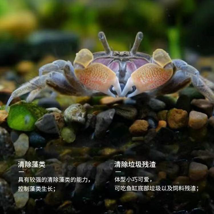 迷你蟹辣椒蟹观赏蟹可与灯科鱼孔雀鱼虾斑马鱼混养吃涡虫除藻活体 图片 6