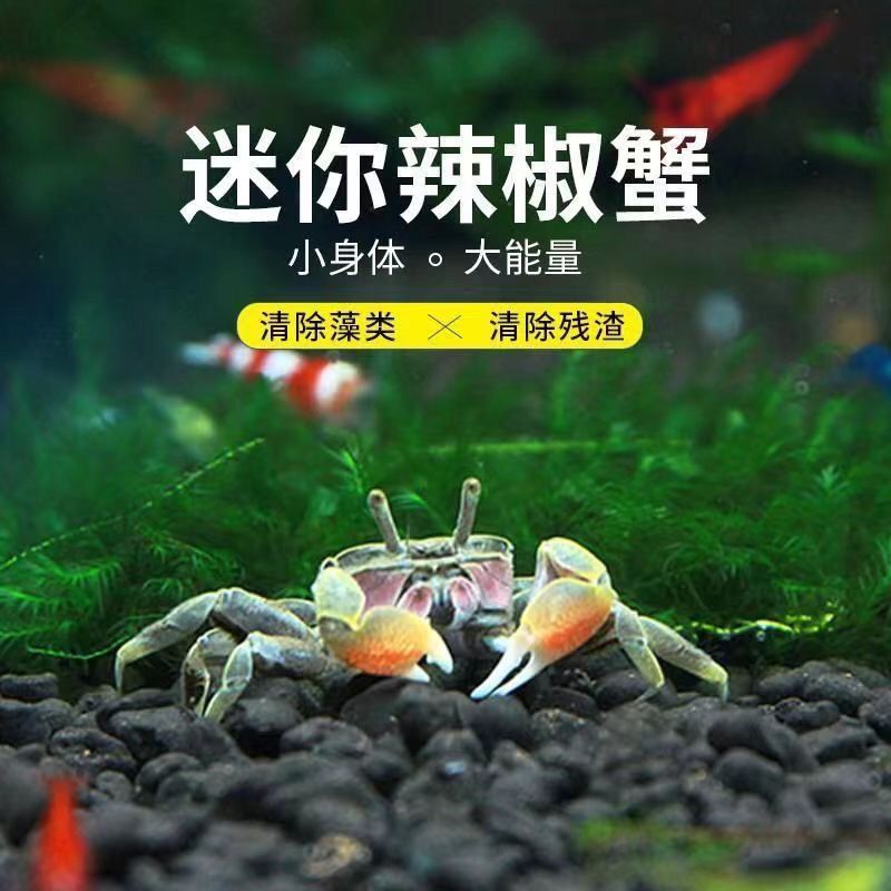 迷你蟹辣椒蟹观赏蟹可与灯科鱼孔雀鱼虾斑马鱼混养吃涡虫除藻活体 图片 7
