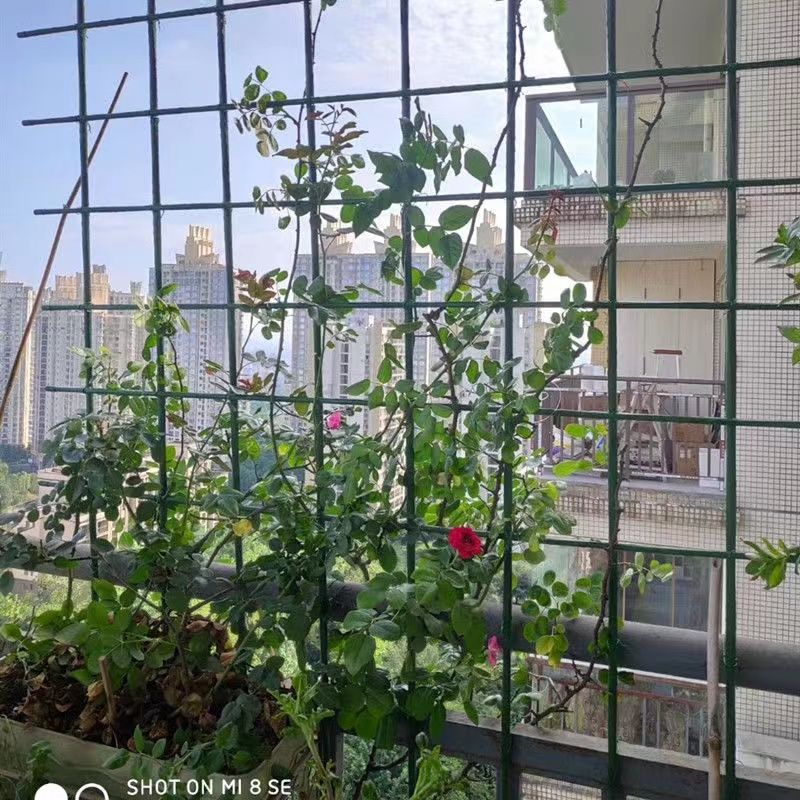 包塑钢管家用支架庭院豆角黄瓜架爬藤架植物支撑杆户外葡萄架花架 图片 7