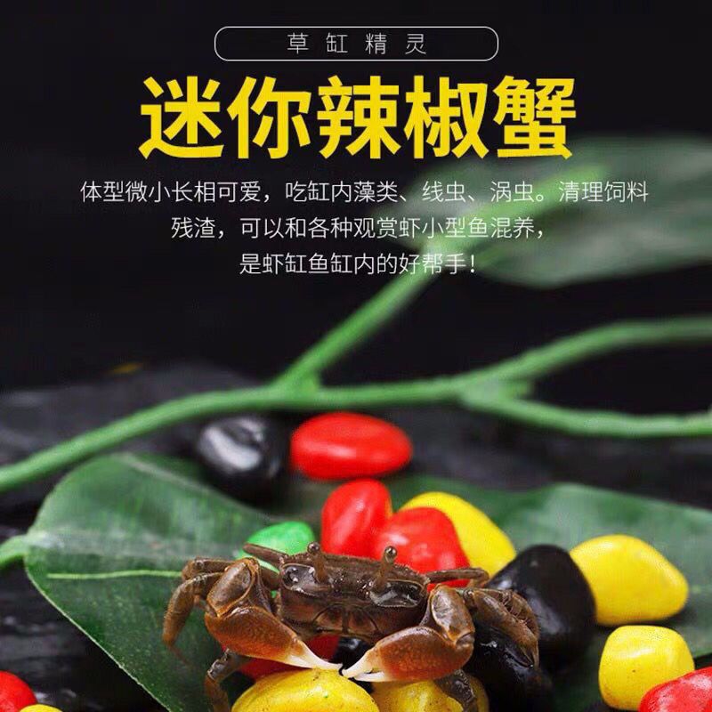 迷你蟹辣椒蟹观赏蟹可与灯科鱼孔雀鱼虾斑马鱼混养吃涡虫除藻活体 图片 5