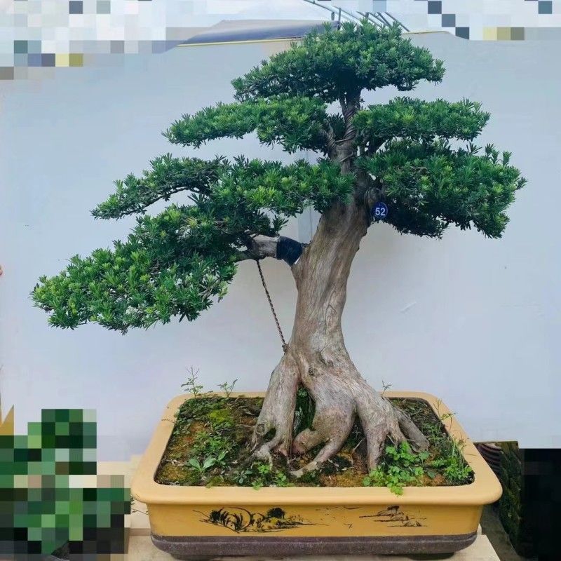 罗汉松盆景树桩雀舌罗汉松盆栽黄杨迎客松黑松盆景老桩室内外好养拼多多 