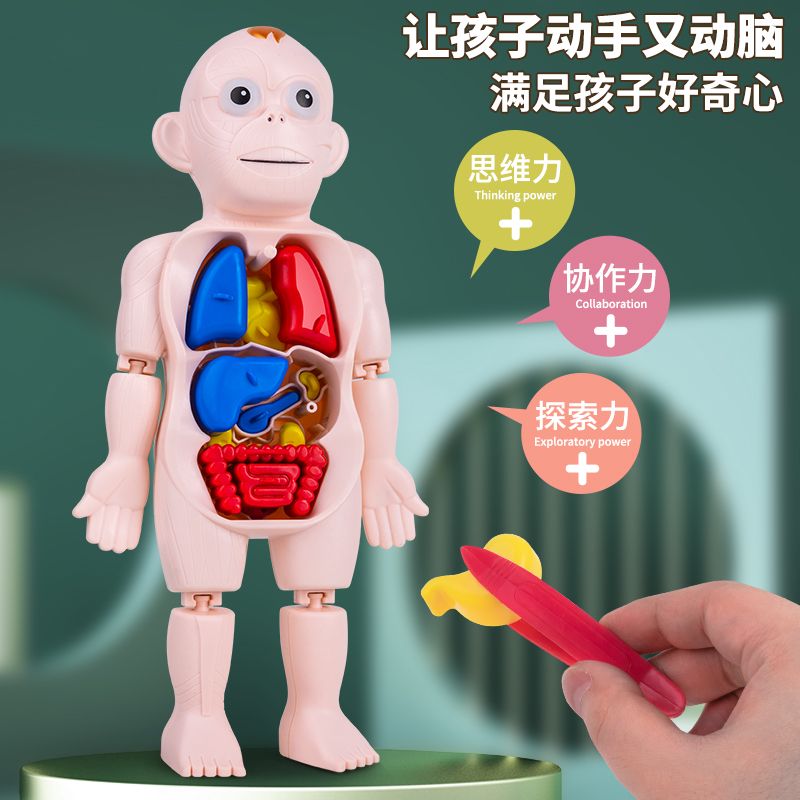 儿童人体结构模型科教玩具仿真内脏医学解剖器官3d可拆卸拼装躯干