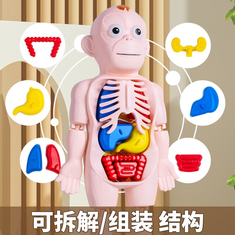 儿童人体结构模型科教玩具仿真内脏医学解剖器官3d可拆卸拼装躯干