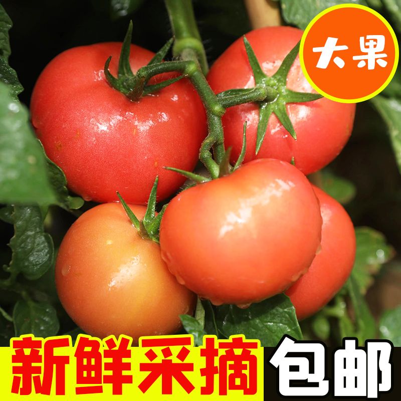 内蒙古西红柿新鲜自然熟沙甜当季采摘水果番茄蔬菜孕妇可生吃 图片 2