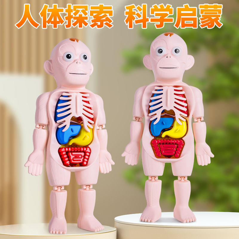 人体结构模型医学仿真内脏解剖器官3d可拆卸拼装躯干儿童科教玩具