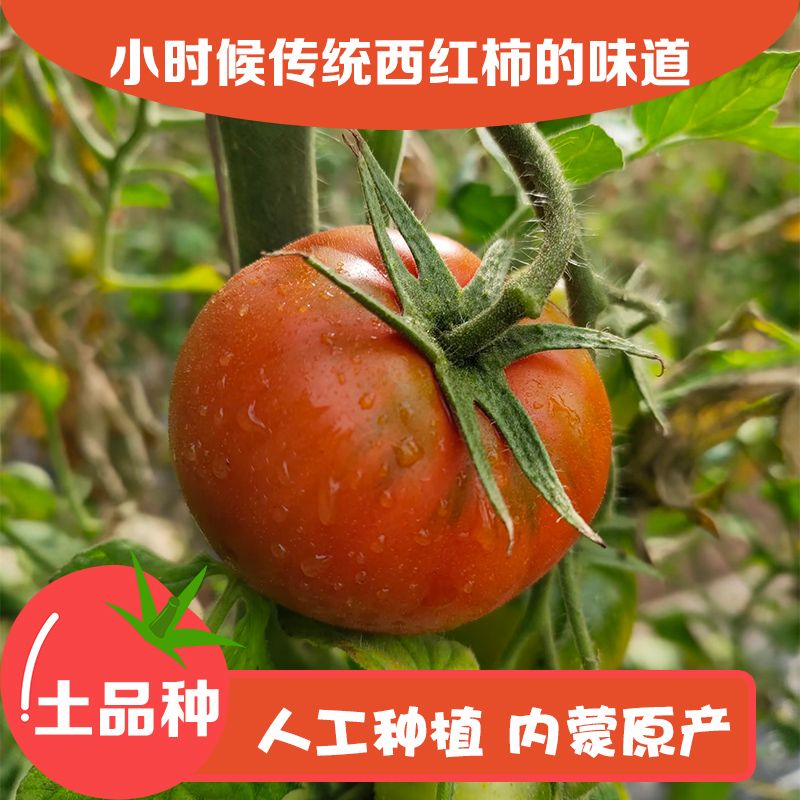 内蒙古西红柿新鲜自然熟沙甜当季采摘水果番茄蔬菜孕妇可生吃 图片 4