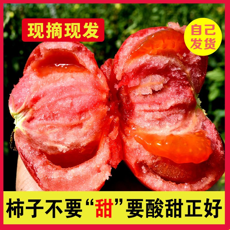 内蒙古西红柿新鲜自然熟沙甜当季采摘水果番茄蔬菜孕妇可生吃 图片 1