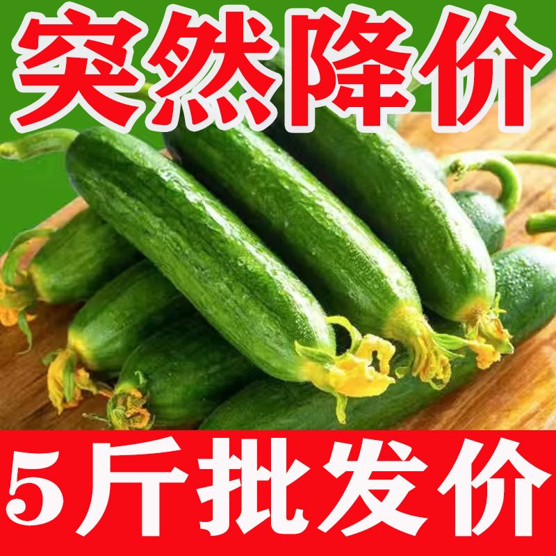 【抢到就是赚到】山东飨德水果黄瓜生吃小黄瓜小青瓜新鲜水果批发