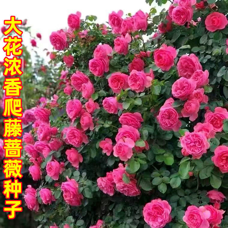 パネル R4.10.26 花 (薔薇 ５) | academiadevendasmb.com.br