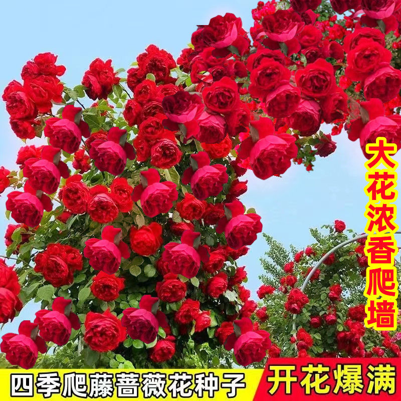 R4.10.26 花 (薔薇 ５) - agedor.ma