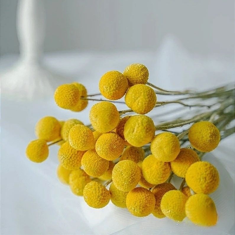 黄金球鲜花水养插花不放水自然风干成干花装饰花束简约风