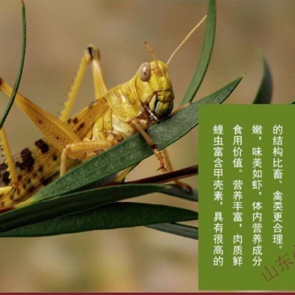 活体蚂蚱画眉食用虫喂鸟的虫子蚂蚱提性鲜活爬宠食草蜢活虫饲料虫 图片 4