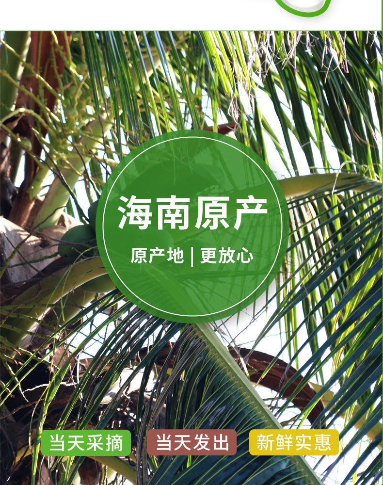 【现摘现发】椰子海南新鲜椰子应季孕妇水果1/2/4/6/9个整箱批发