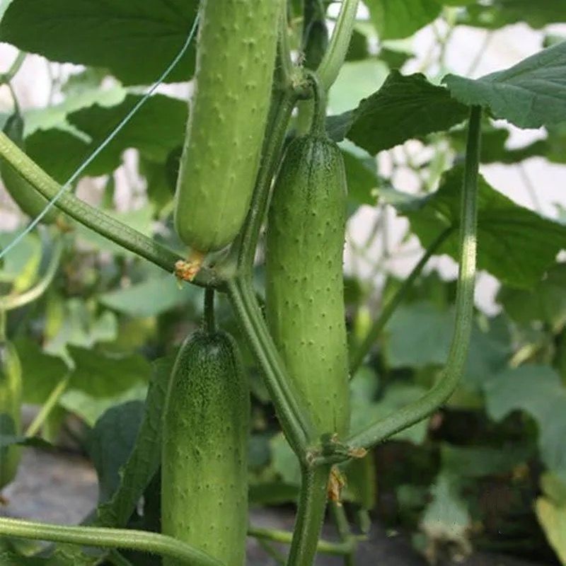 水果小黄瓜种子生吃四季水果种籽蔬菜种子批发高产本地新品种阳台