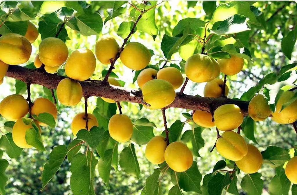 2023现摘黄杏子新鲜水果当季天水时令孕妇酸甜脆鲜杏丰源红包邮