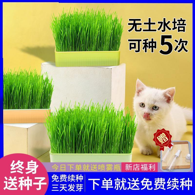 水培猫草自种无土盆栽化毛草种子懒人猫草幼猫小麦种子猫咪零食品