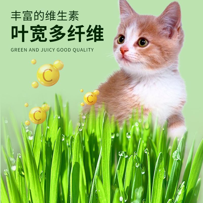 水培猫草自种无土盆栽化毛草种子懒人猫草幼猫小麦种子猫咪零食品