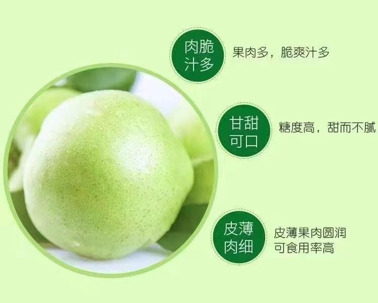 陕西早酥梨当季水果脆甜多汁1/5/9斤包邮