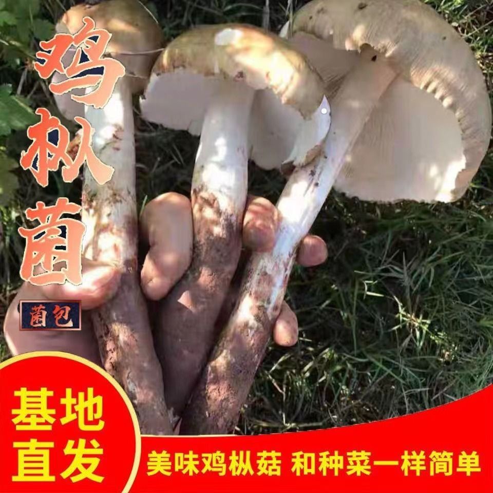 鸡枞菌种包三塔菌包高产量易种植盆栽种新款野生人工种植鸡枞菌 图片 3
