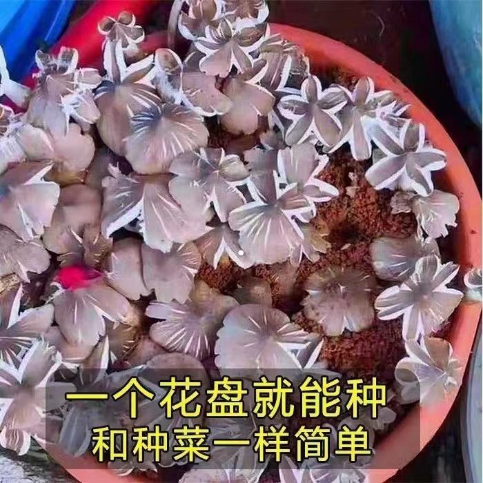 鸡枞菌种包三塔菌包高产量易种植盆栽种新款野生人工种植鸡枞菌 图片 7