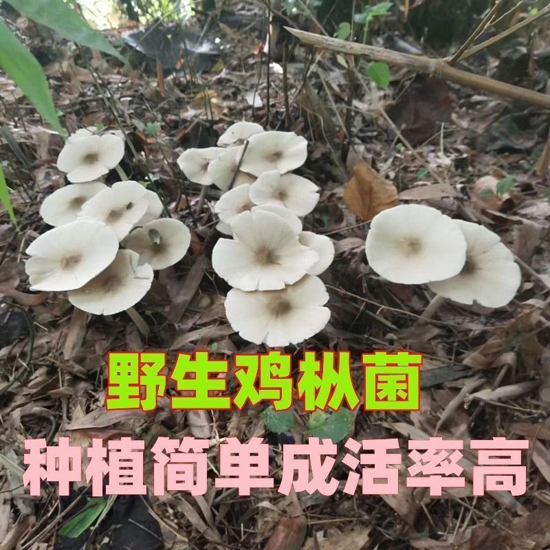 鸡枞菌种包三塔菌包高产量易种植盆栽种新款野生人工种植鸡枞菌 图片 5