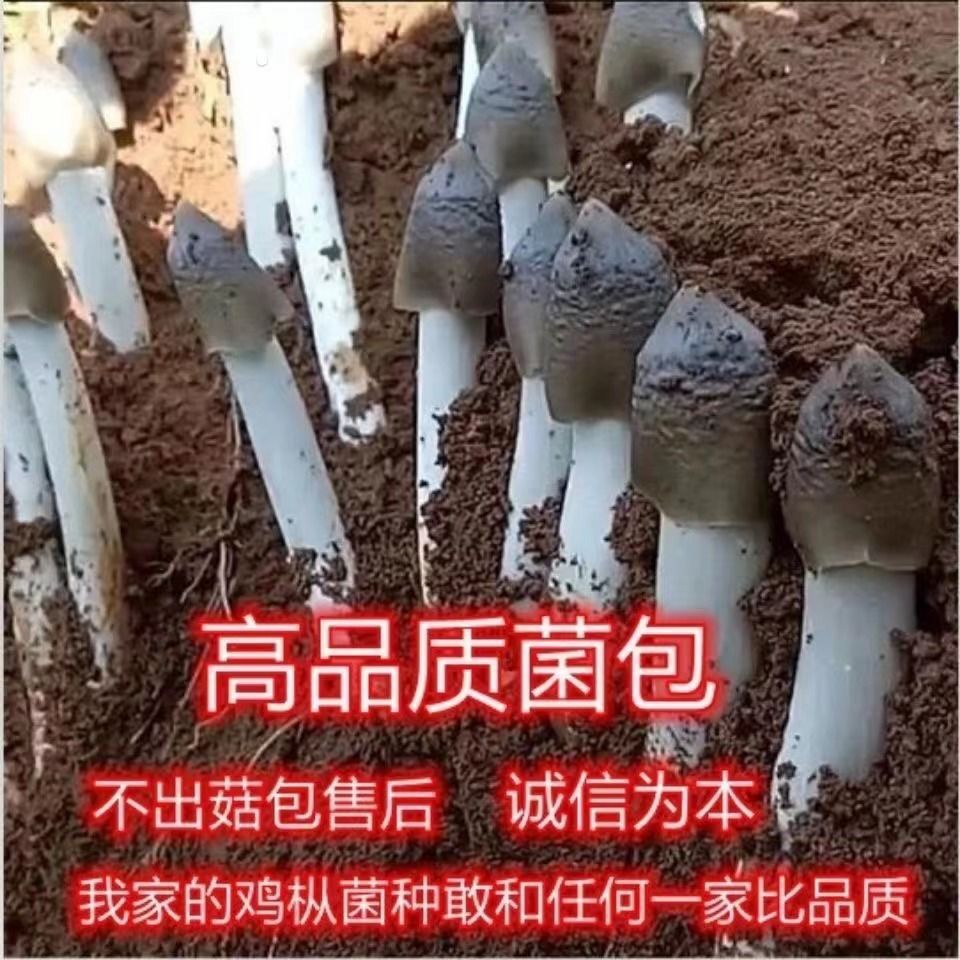 鸡枞菌种包三塔菌包高产量易种植盆栽种新款野生人工种植鸡枞菌 图片 8