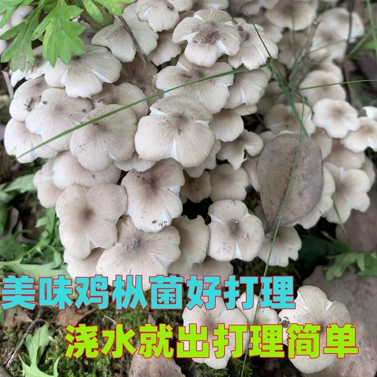 鸡枞菌种包三塔菌包高产量易种植盆栽种新款野生人工种植鸡枞菌 图片 6