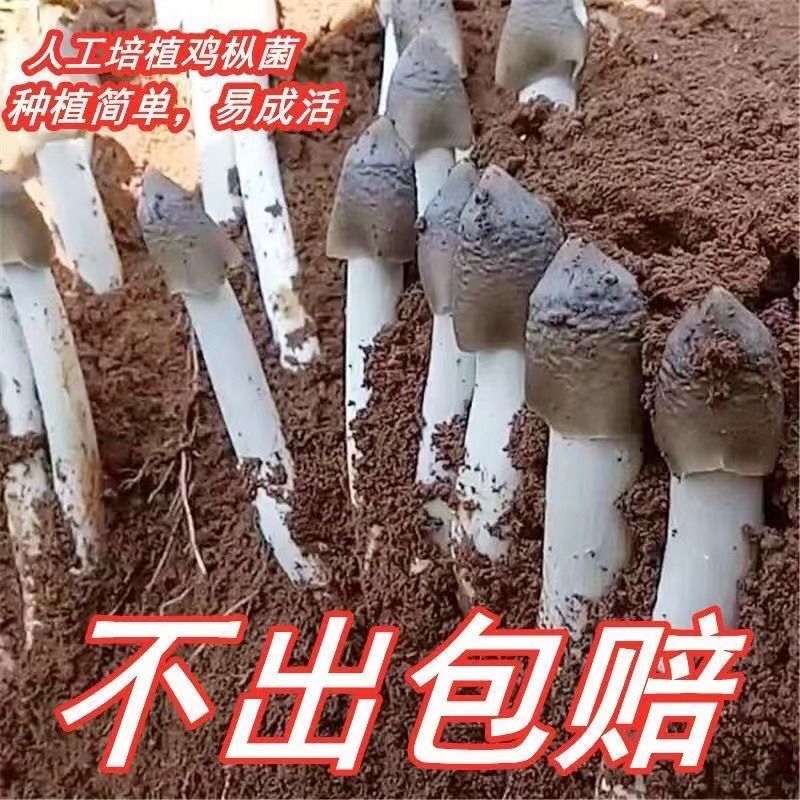 鸡枞菌种包三塔菌包高产量易种植盆栽种新款野生人工种植鸡枞菌