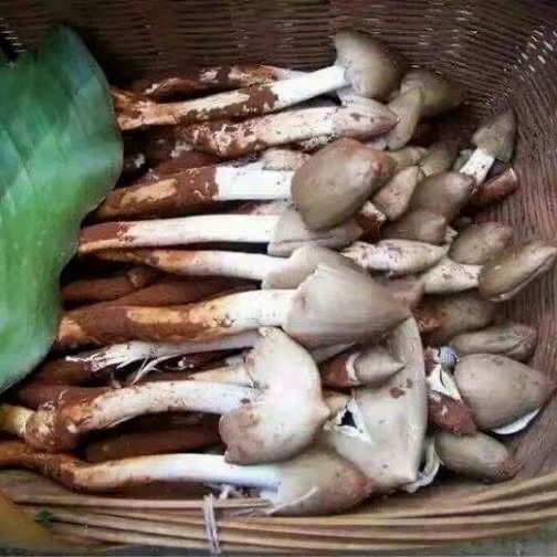 鸡枞菌种包三塔菌包高产量易种植盆栽种新款野生人工种植鸡枞菌 图片 9