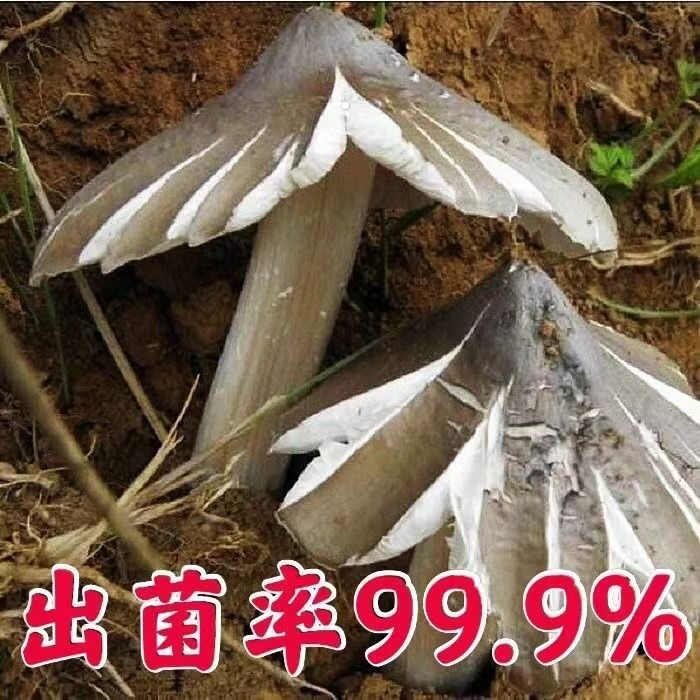 鸡枞菌种包三塔菌包高产量易种植盆栽种新款野生人工种植鸡枞菌 图片 2