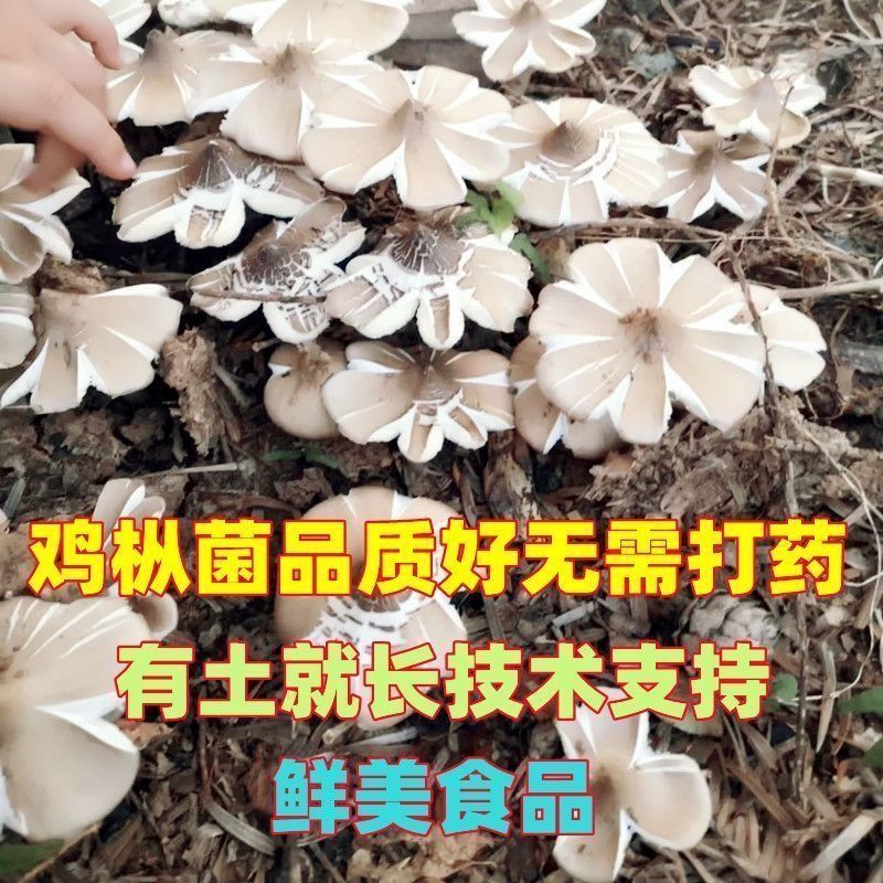 鸡枞菌种包三塔菌包高产量易种植盆栽种新款野生人工种植鸡枞菌 图片 4