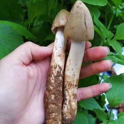 鸡枞菌种包三塔菌包高产量易种植盆栽种新款野生人工种植鸡枞菌 图片 10