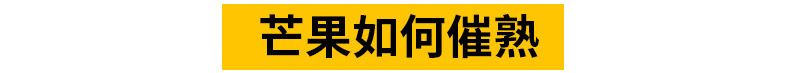 文枝 海南台农芒