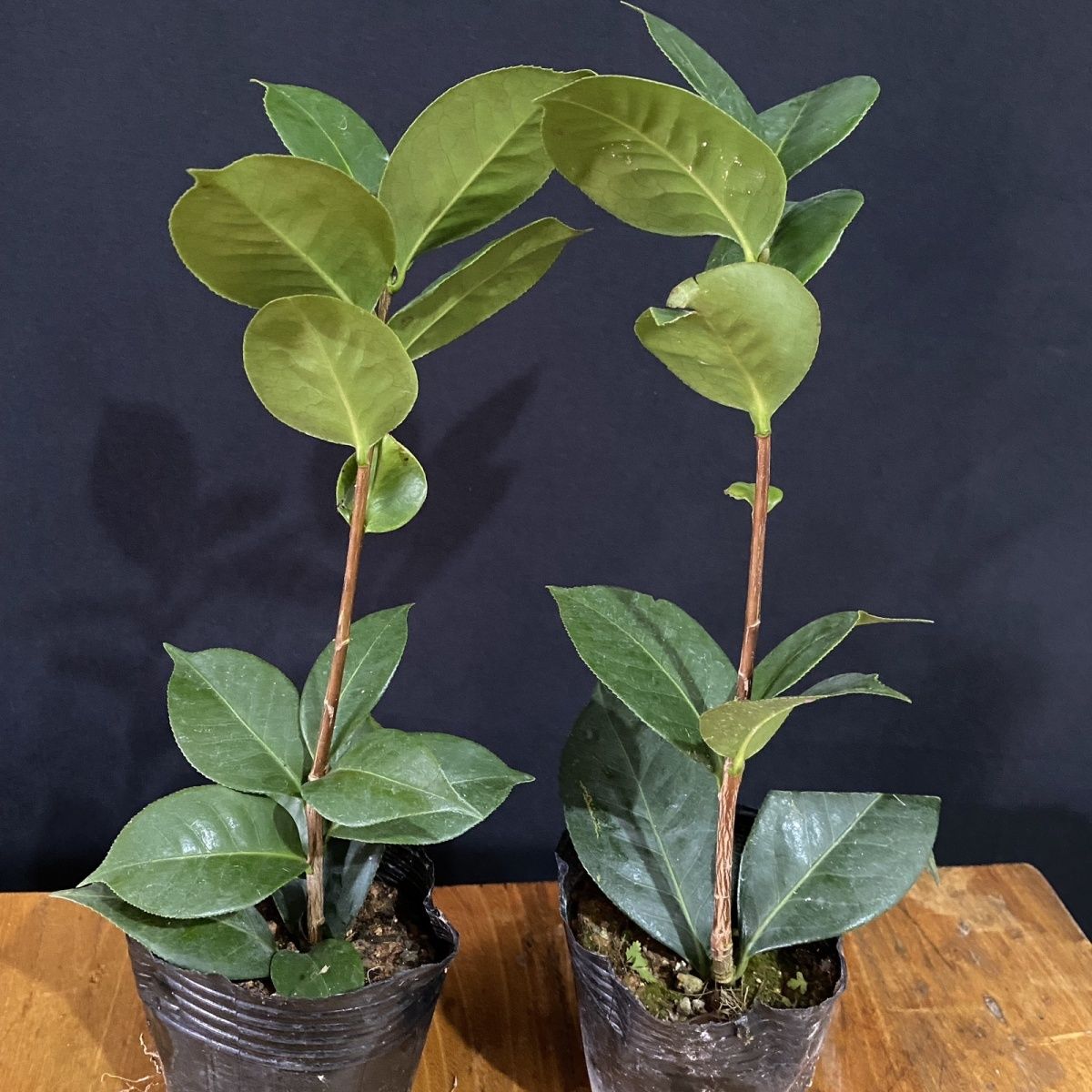 云南茶花  桃红恨天高 名贵品种  2年苗