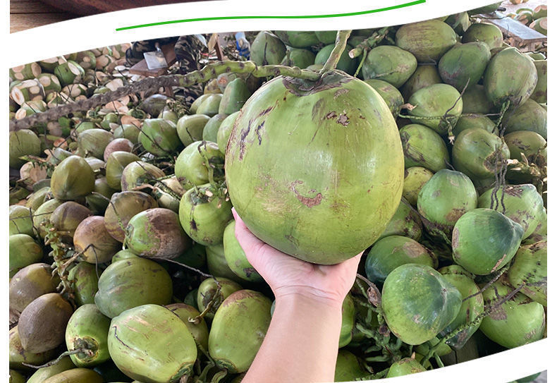 【出口品质】海南新鲜椰青椰子椰肉椰汁应季热带特产水果批发价