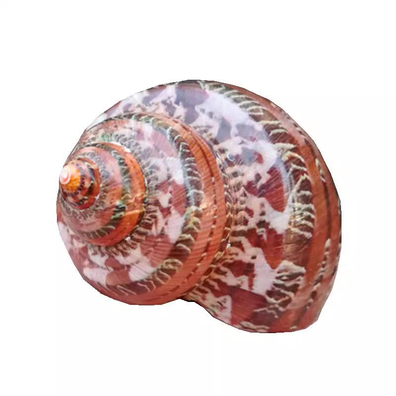 新款天然海螺贝壳可爱猫眼螺古文螺鱼缸diy造景寄居蟹壳替换壳
