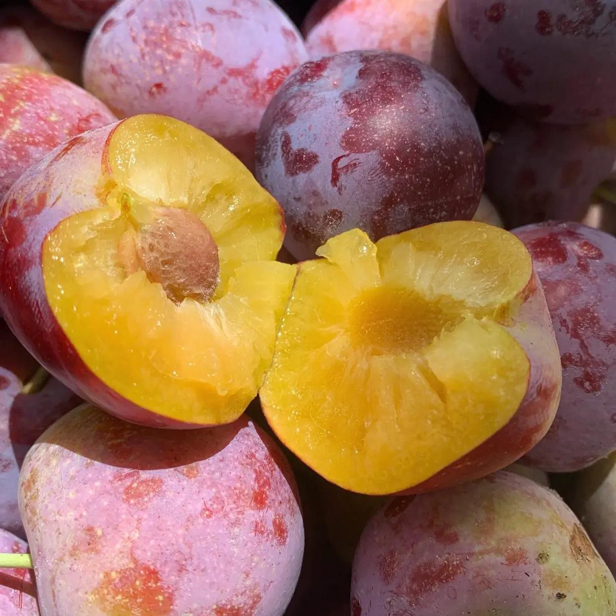 四川李子五月脆茵红李凤凰李脱骨李新鲜大果整箱包邮产地直发【7天内发货】