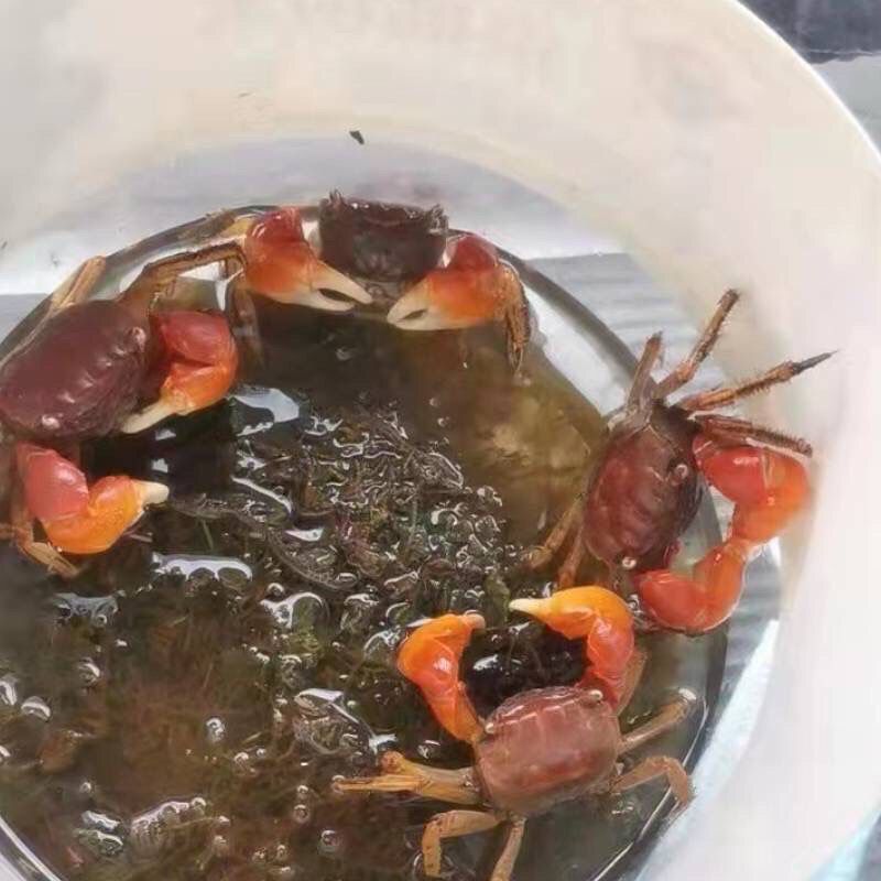 泰国相手蟹鲜活野生迷你阳澄湖宠物螃蟹发财蟹红螯可特大螃蟹 图片 4