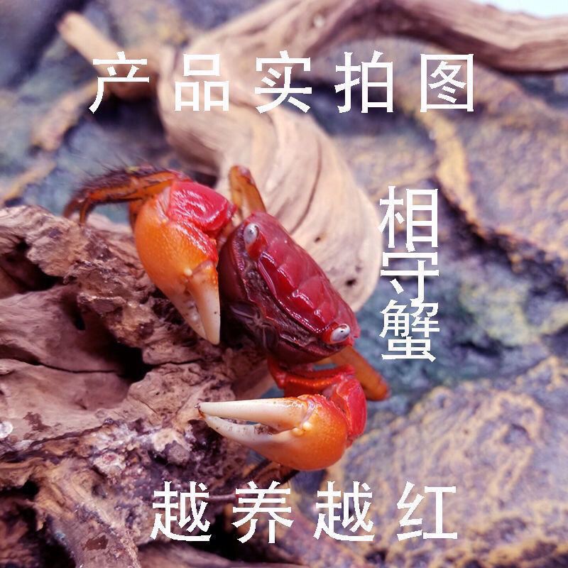 泰国相手蟹鲜活野生迷你阳澄湖宠物螃蟹发财蟹红螯可特大螃蟹 图片 1