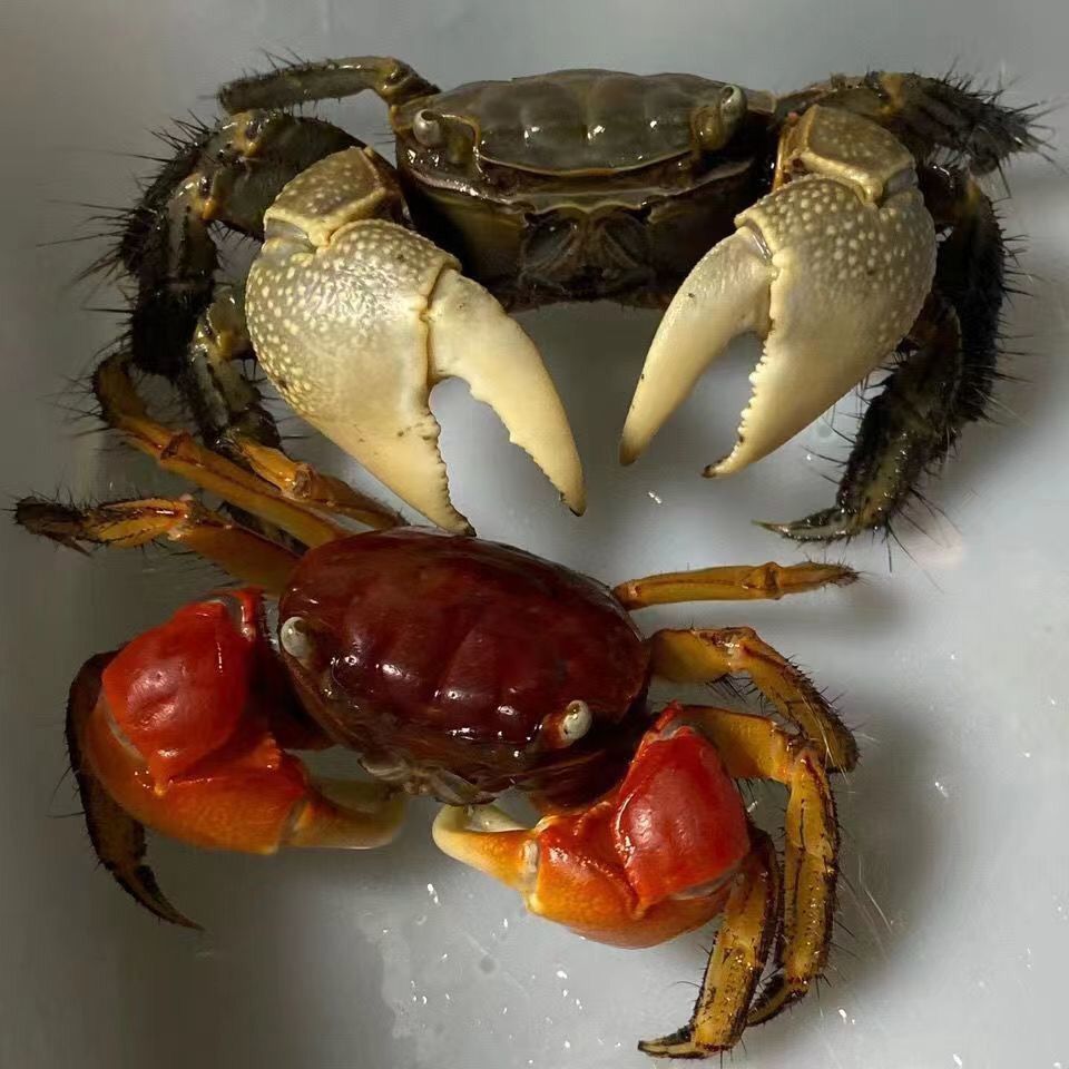 泰国相手蟹鲜活野生迷你阳澄湖宠物螃蟹发财蟹红螯可特大螃蟹 图片 7