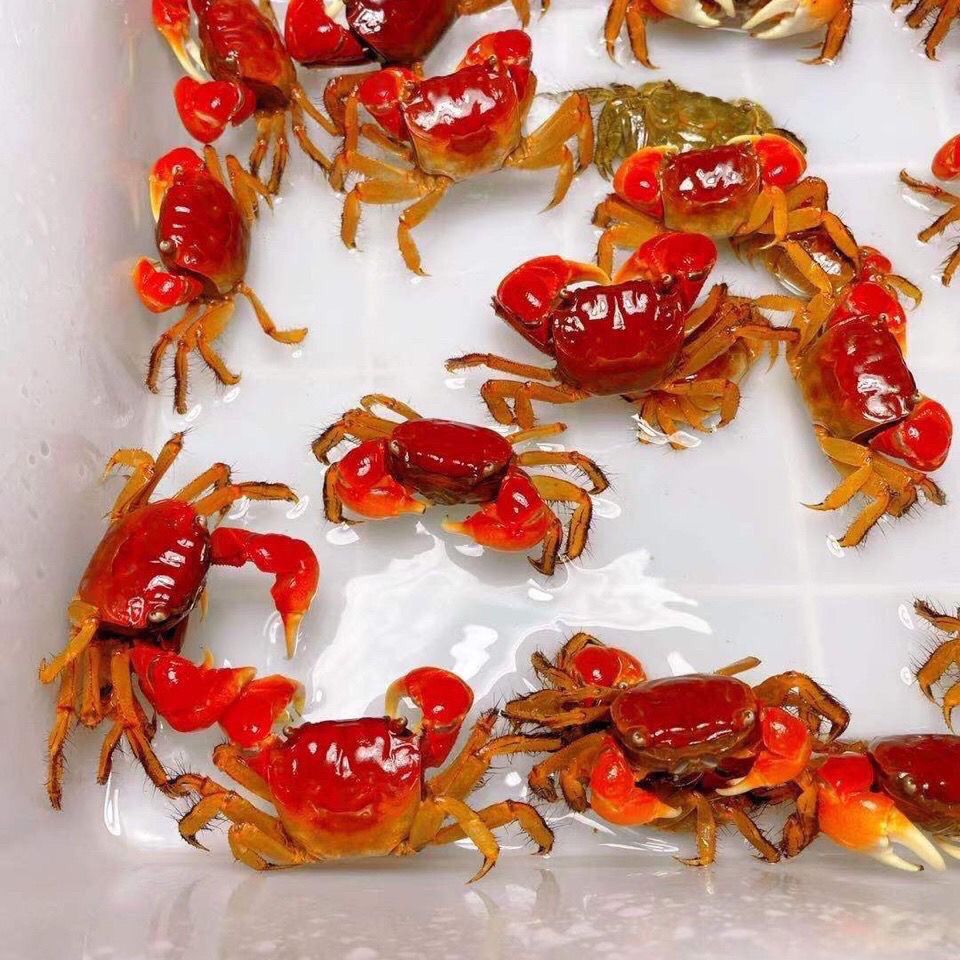 泰国相手蟹鲜活野生迷你阳澄湖宠物螃蟹发财蟹红螯可特大螃蟹 图片 3