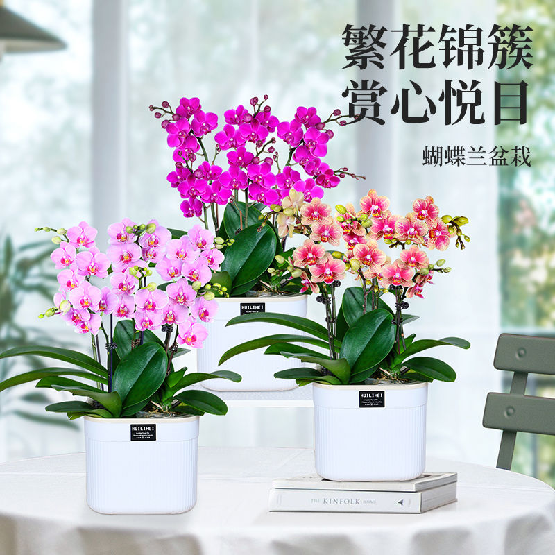 蝴蝶兰盆栽带花苞客厅室内好养花卉绿植兰花带花剑办公室桌面植物