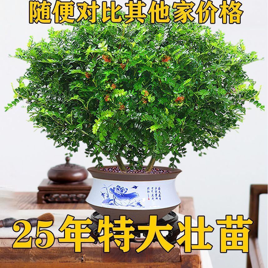 正宗清香胡椒木盆栽