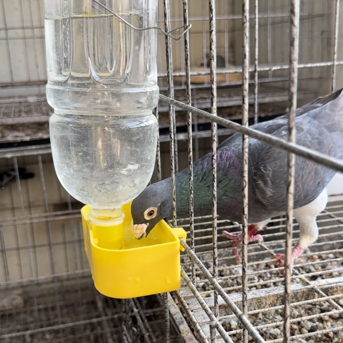 鹦鹉鸽子小鸟饮水器食盒鸽笼挂盒饮料瓶自动饮水器喂水器养殖水槽