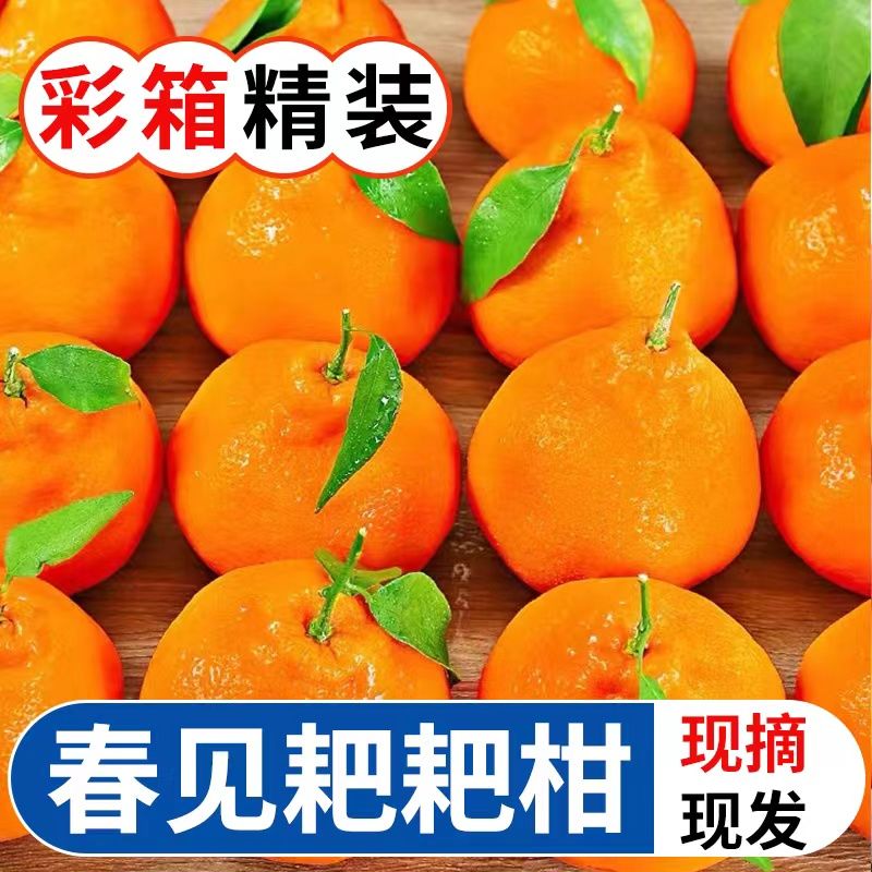阿饶 耙耙柑春见四川新鲜水果丑橘粑粑柑桔子5/8斤